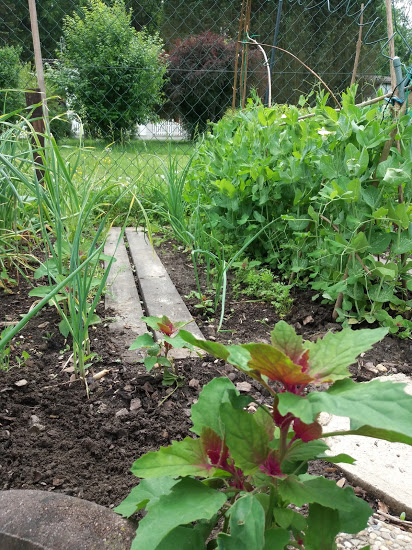 Erdbeerspinat, Erbsen und Lauch 