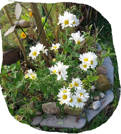 Letzte Chrysanthemen