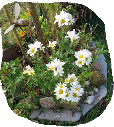 Letzte Chrysanthemen 